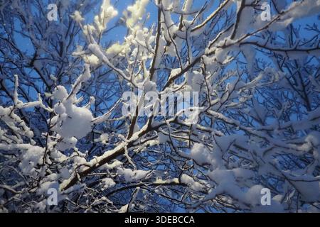 Noyers recouverts de neige. Auvent lourd. Tempête hivernale. Changement climatique. Prévisions météorologiques. Cyclone avec chute de neige, nuages formation de couverture de neige. Noyer Banque D'Images