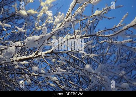 Noyers recouverts de neige. Auvent lourd. Tempête hivernale. Changement climatique. Prévisions météorologiques. Cyclone avec chute de neige, nuages formation de couverture de neige. Noyer Banque D'Images
