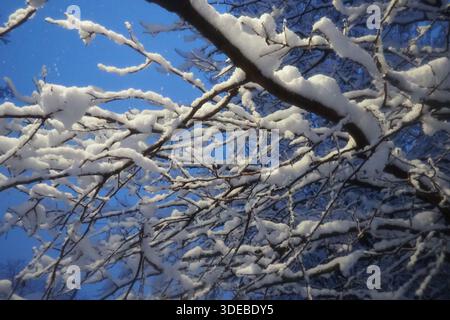 Noyers recouverts de neige. Auvent lourd. Tempête hivernale. Changement climatique. Prévisions météorologiques. Cyclone avec chute de neige, nuages formation de couverture de neige. Noyer Banque D'Images
