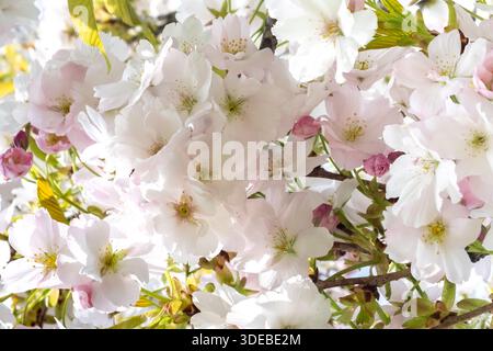 Macro photo fleur d'échinacée un jour d'été. concept de plantes médicinales. Vue latérale, photo verticale Banque D'Images