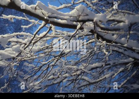 Noyers recouverts de neige. Auvent lourd. Tempête hivernale. Changement climatique. Prévisions météorologiques. Cyclone avec chute de neige, nuages formation de couverture de neige. Noyer Banque D'Images