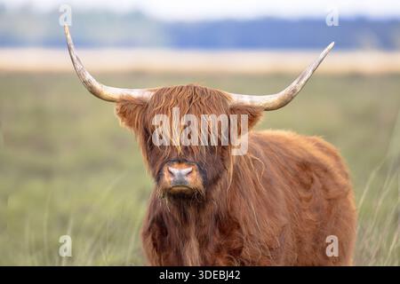 Highland Cattle est une race écossaise de bovins rustiques. Il est originaire des Highlands écossais et des îles occidentales d'Écosse. Scène de la faune de n Banque D'Images