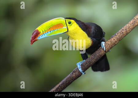 Le toucan à bec de quille (Ramphastos sulfuratus), également connu sous le nom de toucan à bec arc-en-ciel ou toucan à poitrine soufrée, est une espèce de toucan originaire du sud Banque D'Images