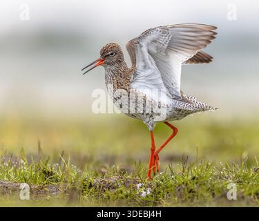 Redshank (Tringa totanus) oiseau Wader mâle affichant et montrant le dessous blanc des ailes pour protéger son territoire. Redshank commun. Scène animalière de Banque D'Images