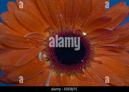 Macro photo esthétique. Gerbera orange avec des gouttes de rosée sur les pétales sur un fond sombre. Banque D'Images