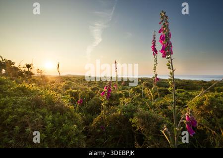 Foxglove commun Digitalis purpurea, une image composite montrant des foxglove poussant sur les landes de Wingletang Down, St Agnes, îles Scilly, juin Banque D'Images