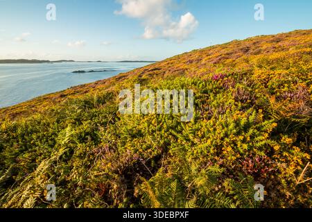 Gorse occidentale et bruyère commune en fleur, St Mary's, îles Scilly, août 2015 Banque D'Images