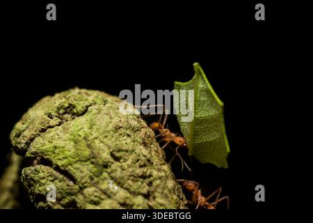 Un coupe-feuilles fourmis Atta genre, ramène la végétation à sa colonie. Ils utiliseront cette végétation pour cultiver un champignon qui leur fournira t Banque D'Images