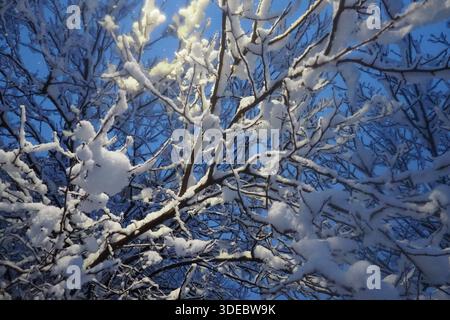Noyers recouverts de neige. Auvent lourd. Tempête hivernale. Changement climatique. Prévisions météorologiques. Cyclone avec chute de neige, nuages formation de couverture de neige. Noyer Banque D'Images