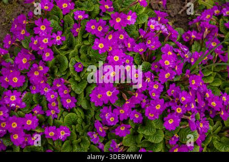 Fleurs violettes de Primula dans le jardin de printemps, vue de dessus arrière-plan. Primula vulgaris pourpre, primevre. Primula florissante (Primula vulgaris). Dos à ressort Banque D'Images