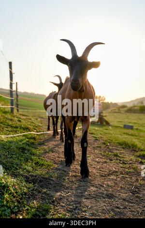 Voyage roumanie transilvania targu mures chèvres marchant en ligne sur un chemin de terre rural à l'heure dorée Banque D'Images