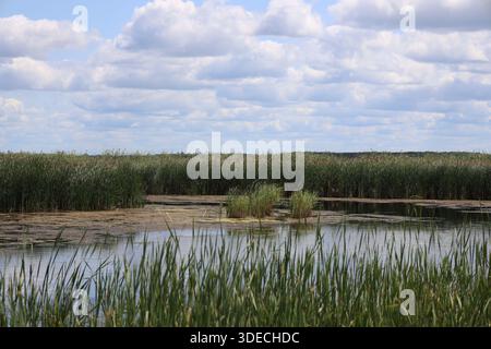 touffes de taureaux dans un étang d'eau libre dans les terres marécageuses des prairies sous un ciel d'été principalement nuageux (paysage) Banque D'Images