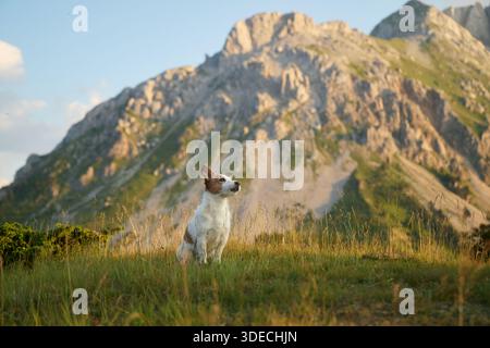 Un Jack Russell Terrier est assis calmement dans la vallée avec une lumière douce et des pics rocheux. L'arrière-plan crée une sensation d'ouverture expansive. Banque D'Images