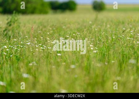 Une prairie vibrante et colorée remplie de diverses fleurs sauvages, mettant en valeur magnifiquement la tranquillité de la nature Banque D'Images