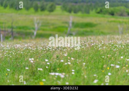 Une prairie vibrante remplie d'un éventail varié de fleurs sauvages, mettant en valeur la beauté exquise et la tranquillité de la nature Banque D'Images