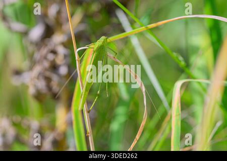 Il s'agit d'une vue détaillée et rapprochée d'une sauterelle se mélangeant efficacement dans son habitat naturel d'herbe Banque D'Images