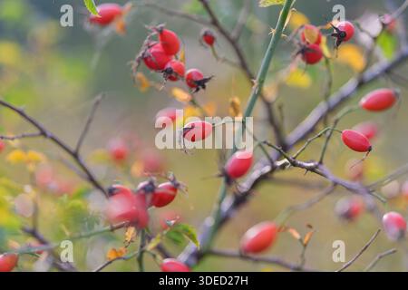 Une image en gros plan présente des baies rouges vives sur des branches avec un fond naturel magnifiquement flou Banque D'Images