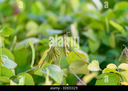 culture industrielle de soja approchant du stade de récolte à travers une canopée dense, des rangées à grande échelle et un contexte de production commerciale, planification et approvisionnement des produits de base c Banque D'Images