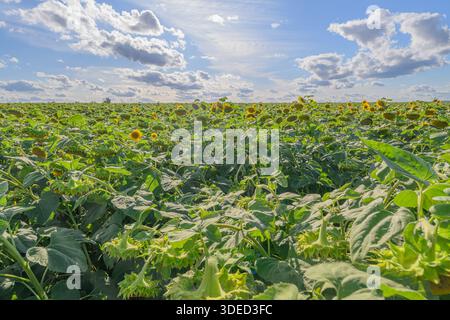 Un champ vibrant de tournesols magnifiques se prélassant dans la lumière chaude du soleil, créant un paysage magnifique et à couper le souffle Banque D'Images