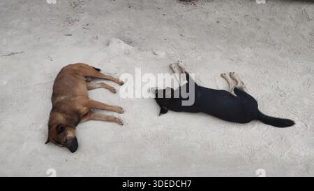 Deux chiens, un brun et un noir, reposant paisiblement sur un sol sablonneux, vue de haut en bas des animaux de compagnie qui font la sieste à l'extérieur. Banque D'Images