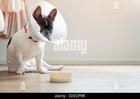Un bouledogue français noir et blanc malade avec un collier protecteur regarde le bol de nourriture avec une sensation d'ennui. Copier l'espace. Soins de santé pour animaux de compagnie. Banque D'Images