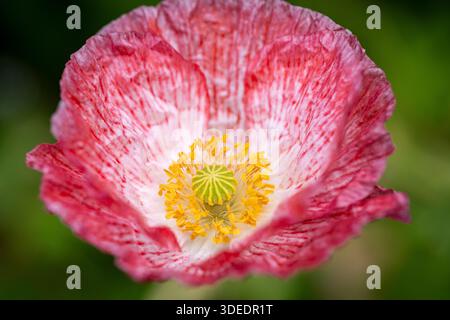 Papaver rhoeas « Shirley double mélange » Banque D'Images