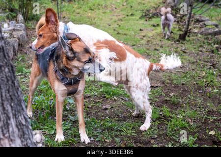 Deux chiens énergiques jouent ensemble dans un cadre extérieur verdoyant et luxuriant, affichant leur nature ludique et leur interaction joyeuse au milieu d'une nature vibrante Banque D'Images