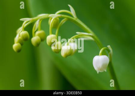 Lis de la vallée Convallaria majalis, fleur blanche et boutons floraux, St Mary's, Îles Scilly, avril Banque D'Images