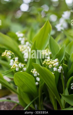 Lis de la vallée Convallaria majalis, fleur blanche et boutons floraux, St Mary's, Îles Scilly, avril Banque D'Images