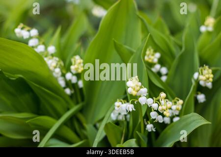 Lis de la vallée Convallaria majalis, fleur blanche et boutons floraux, St Mary's, Îles Scilly, avril Banque D'Images