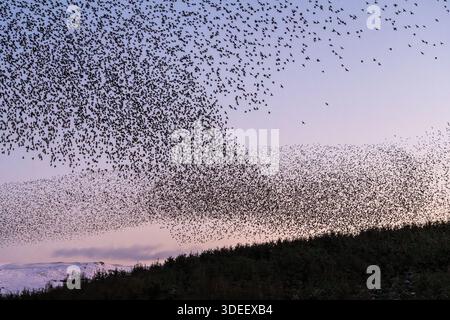 Un ciel plein d'oiseaux - un énorme troupeau ou murmure d'étourneaux à Llandegley, près de Builth Wells au centre du pays de Galles, Royaume-Uni Banque D'Images