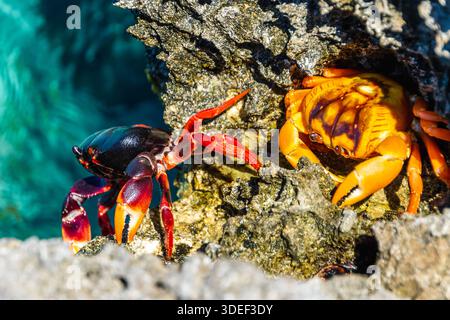 Vue aérienne rapprochée de deux crabes sur les rochers côtiers, Playa Larga, Baie des cochons, Cuba Banque D'Images
