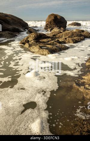 WA29013-00...WASHINGTON - marée entrante balayant les rochers couverts de bernacle sur la plage 4, sur la côte Pacifique. Banque D'Images