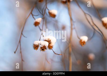 Noix de hêtre couvertes de neige suspendues à des branches délicates un jour d'hiver, avec un fond bleu doux et une faible profondeur de champ. Banque D'Images