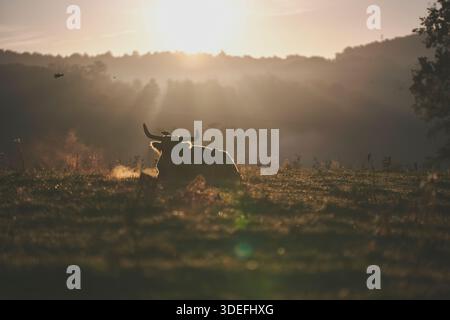 Une vache à cornes reposant dans un champ herbeux au lever du soleil, rétroéclairée par la lumière dorée du matin et la brume, créant une scène rurale paisible. Banque D'Images