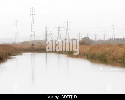 Cormorant Phalacrocorax carbo, sur un lac dans les zones humides de newport avec des pylônes électriques en arrière-plan, zones humides de Newport, pays de Galles, novembre Banque D'Images