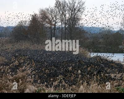 Starlings Sturnus vulgaris, grande murmure, mur de jambon, décembre Banque D'Images