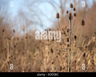 Chevalet sauvage Dipsacus fullonum, une zone de têtes de graines, Langford Lakes, décembre Banque D'Images