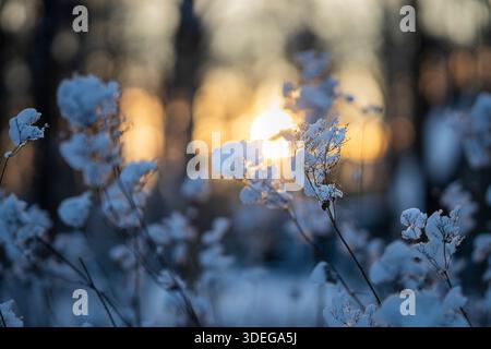 Silhouettes de fleurs sauvages enneigées qui brillent dans la lumière chaude du coucher du soleil par une froide soirée d'hiver. Filipendula ulmaria, communément connu sous le nom de meadowsweet. Banque D'Images