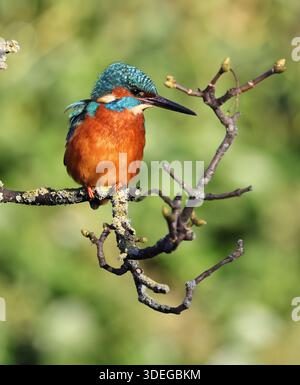 Un Kingfisher (Alcedo atthis) à Pittville Lake Cheltenham Gloucestershire Royaume-Uni Banque D'Images
