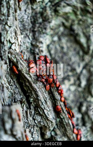 Écorce d'un chêne avec insecte de feu également connu sous le nom de Pyrrhocoris apterus qui est un insecte commun Banque D'Images
