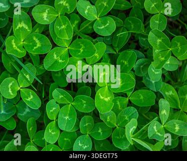 Fond Fresh Green Three-Leaf Clover pour la fête de Patrick. Les trèfles sont étroitement emballés, créant une texture naturelle luxuriante qui couvre complètement Banque D'Images