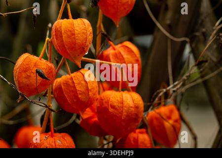 Goldenberry Blooms sec sur la vigne dans les alpes suisses Banque D'Images