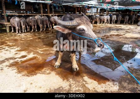 Buffalo pour vente aux enchères au marché de buffles de Rantepao connu sous le nom de marché Bolu à Tana Toraja Sulawesi Banque D'Images