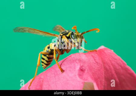 Vadnais Heights, Minnesota. Vue de face d'une guêpe de papier européenne, Polistes dominula assis sur une fleur de pétunia rouge mangeant une araignée. Banque D'Images