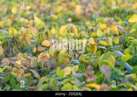 canopée de soja détaillée avec texture de feuille, vue étroite et peu profonde de jeunes plantes montrant des veines, une décoloration subtile et des débuts de gousses, vibrant gr Banque D'Images