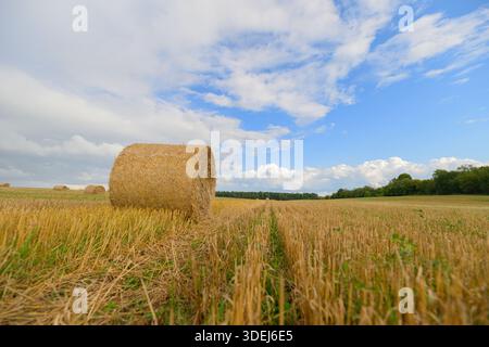 Un paysage pittoresque avec des balles de foin dorées sous un ciel bleu vif, capturant l'essence de la récolte. Banque D'Images