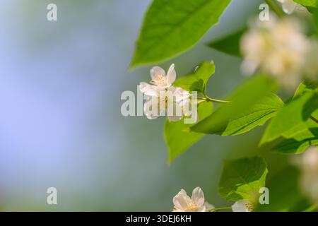 Les fleurs blanches délicates sont magnifiquement encadrées par des feuilles vertes vibrantes dans un cadre naturel serein et tranquille Banque D'Images