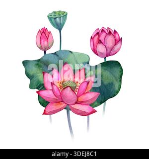Composition aquarelle élégante de fleurs de lotus, de bourgeons, de feuilles et de gousses de graines. Palette rose et verte vibrante, style botanique doux. Idéal pour Banque D'Images
