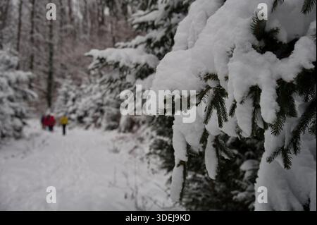 Gros plan de branche de conifères recouverte de neige avec un groupe de randonneurs en arrière-plan Banque D'Images